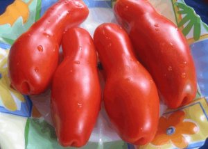 Pomidorowa Auria