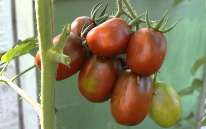 Tomato odrôd De Barao čierna