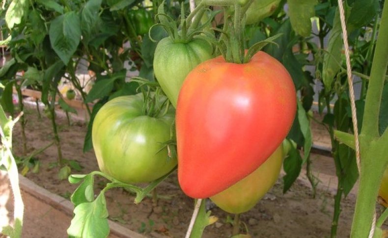 Serce orła pomidora