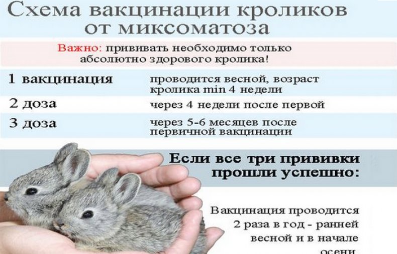 Očkovanie proti králičím