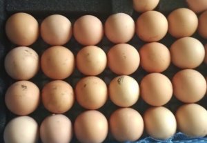 Како изабрати права јаја за инкубацију