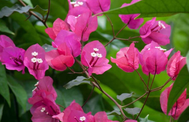 Kwiaty Bougainvillea