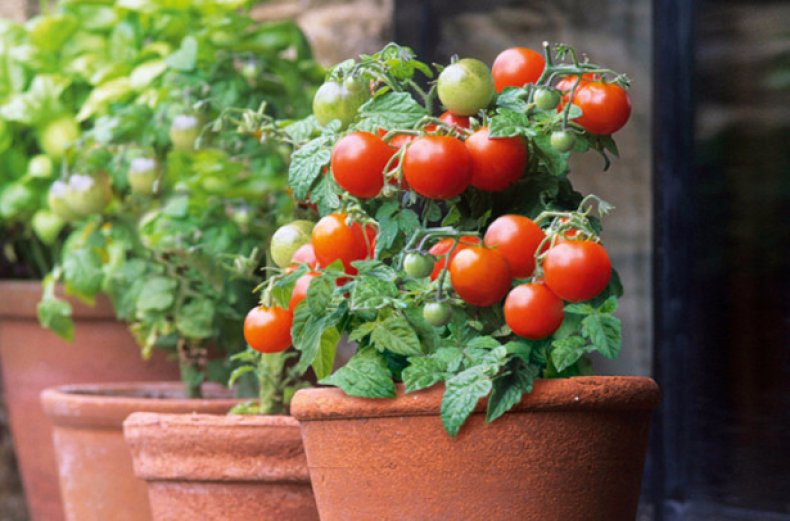Czereśniowi pomidory w garnku