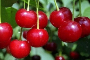 Cherry generos