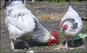 Kurczaki z Sussex
