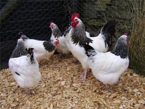 Chicken Sussex pojawił się w wyniku krzyżowania przedstawicieli różnych ras