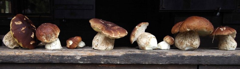Бела печурака