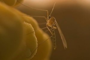 Muchy i komary na liściach
