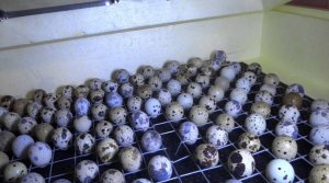 Incubarea ouălor de prepeliță