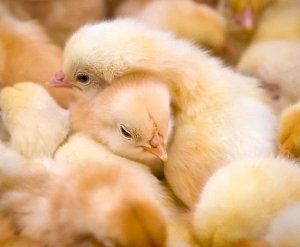 Tavuklar gruplar halinde toplanırsa - bu bir hipotermi belirtisidir