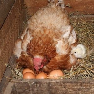 Vták môže tiež inkubovať vajíčka