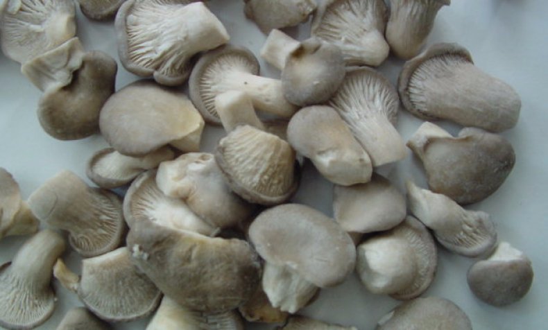 Смрзнуте печурке од острига