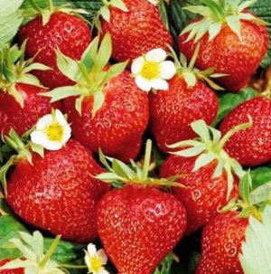 Strawberry Victoria